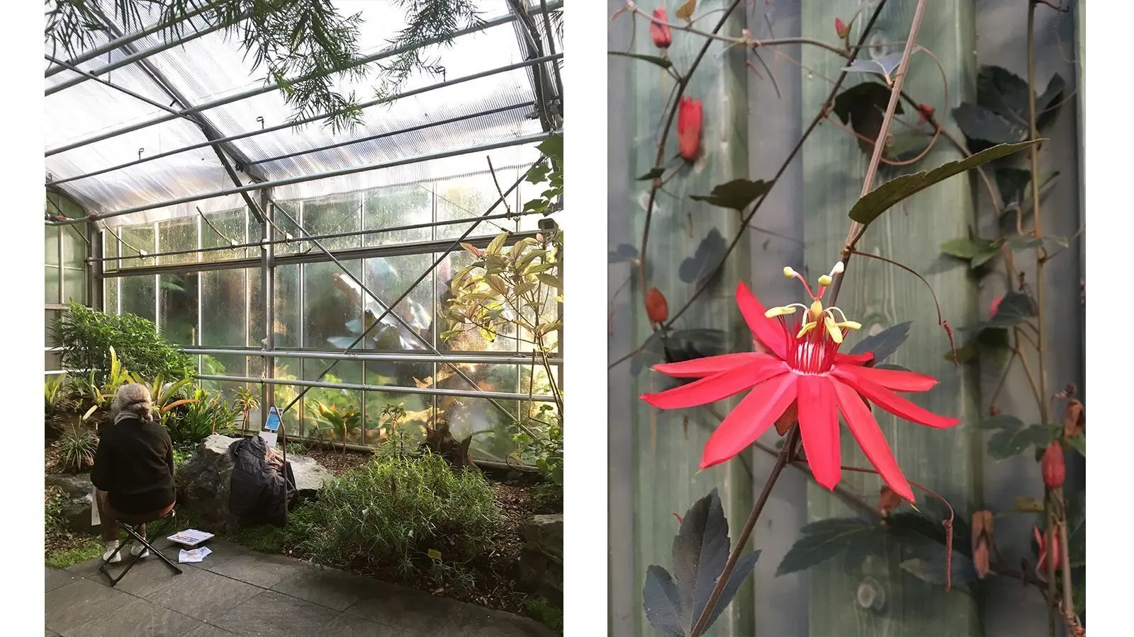le lieu du stage, à la découverte des Mackintosh dans les serres tropicales du Conservatoire Botanique de Brest
