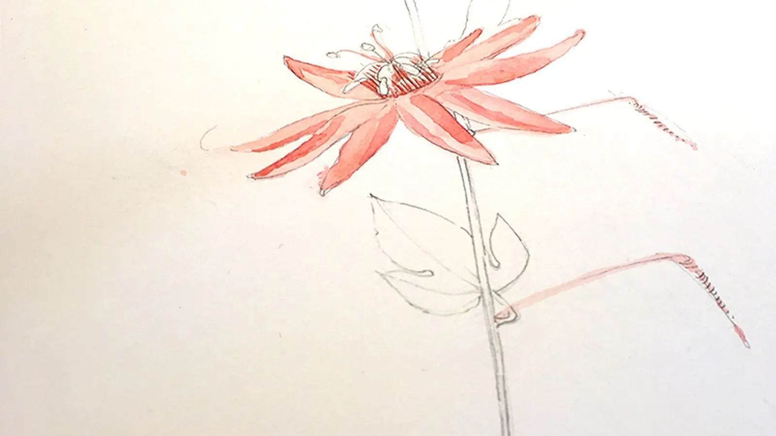 extrait de planche botanique dédiée à Passiflora vitifolia