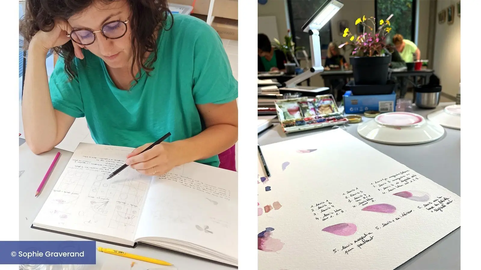 Etudes de l'Oxalis, sous toutes ces coutures