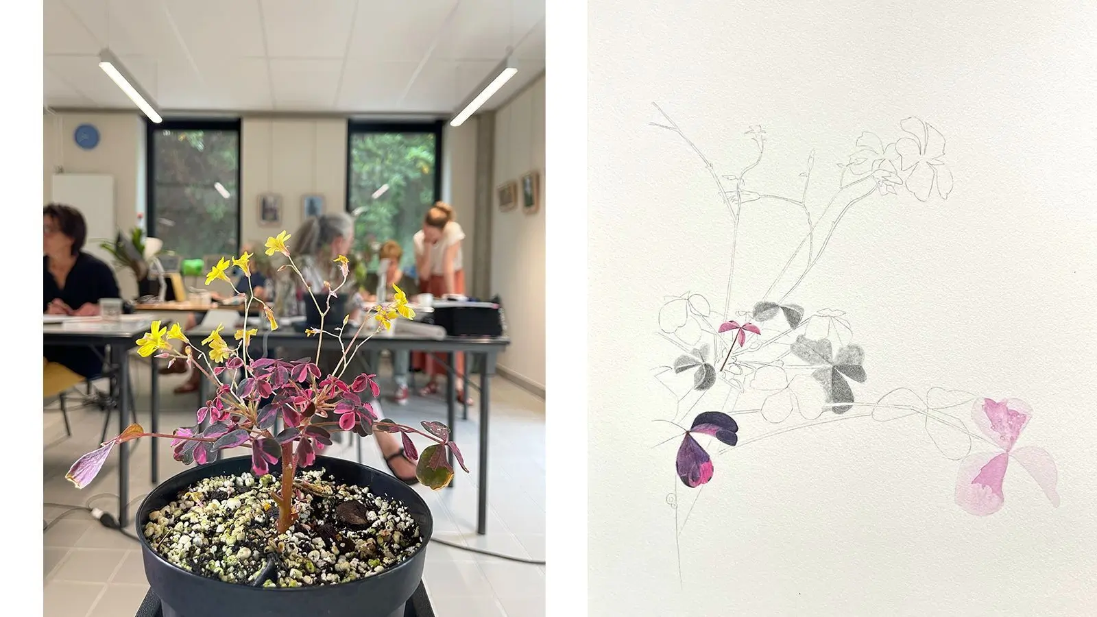 Planche botanique en cours de réalisation sur l'Oxalis