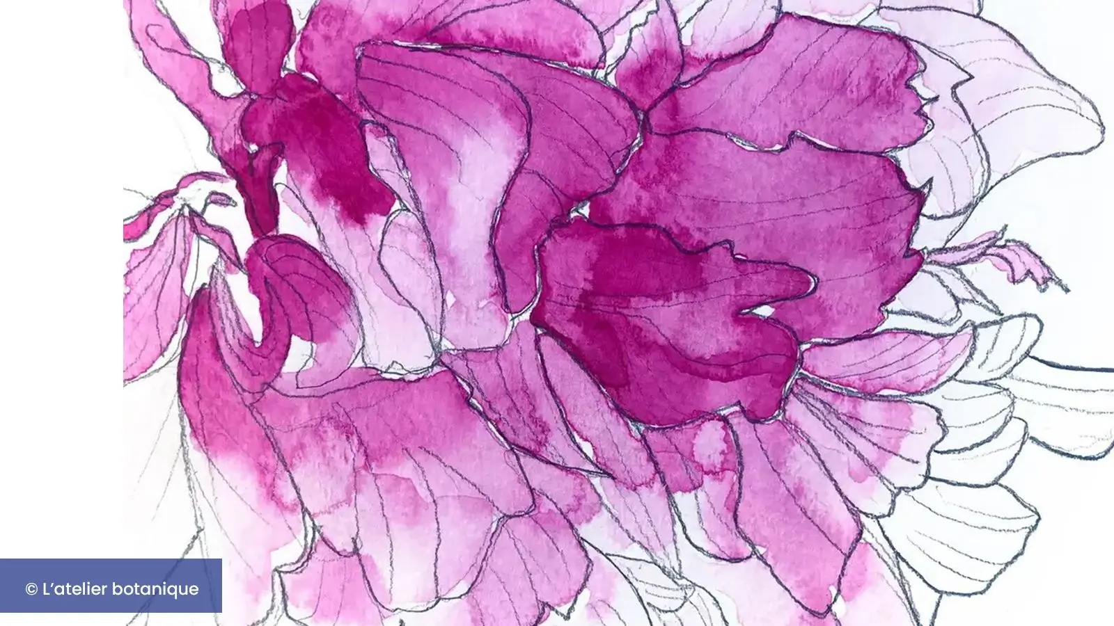 Présentation de Paenioa, la pivoine et son délicat parfum