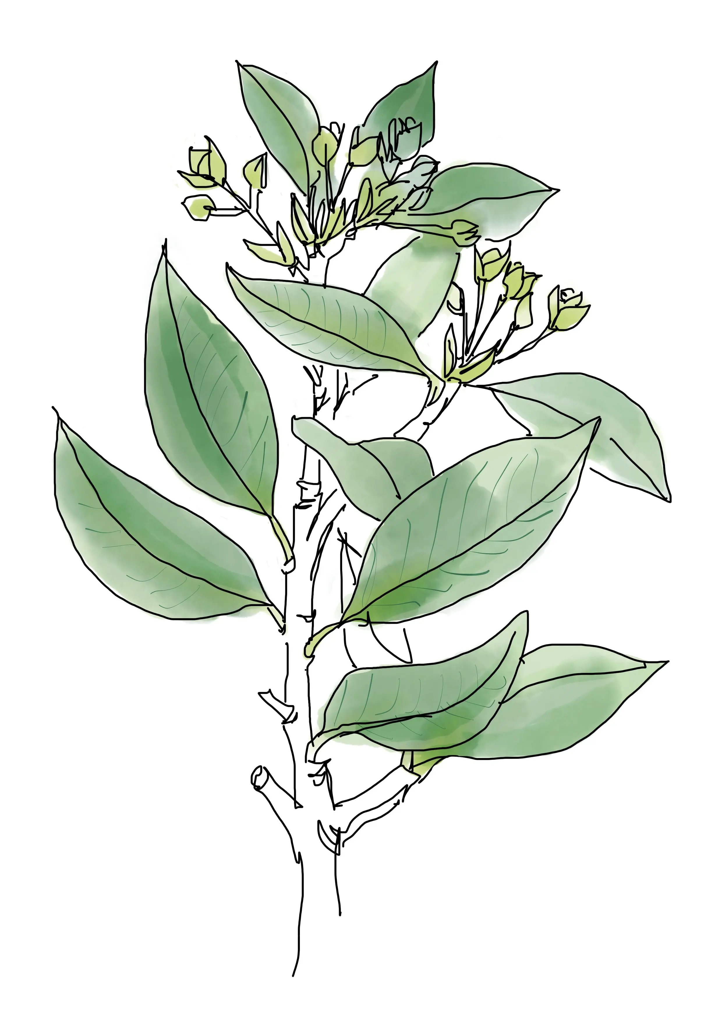 aquarelle d'une planche botanique de Drimys winteri, à la manière de Mackintosh