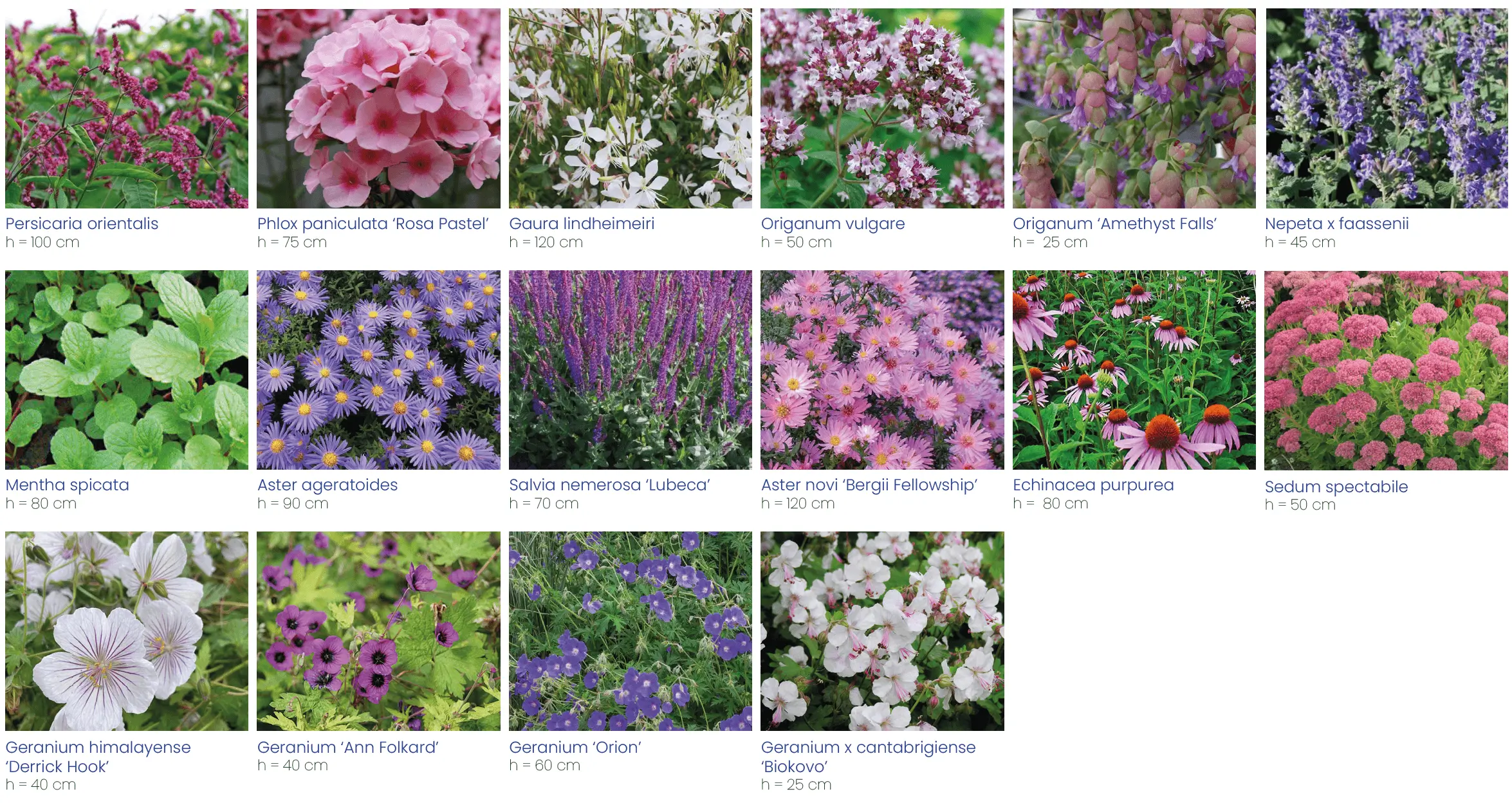 palette végétale libre colorée et parfumée