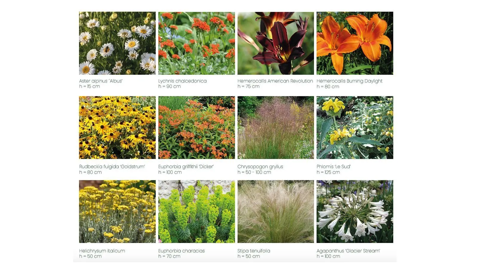 palette végétale libre et naturelle, évocation des bords de Loire