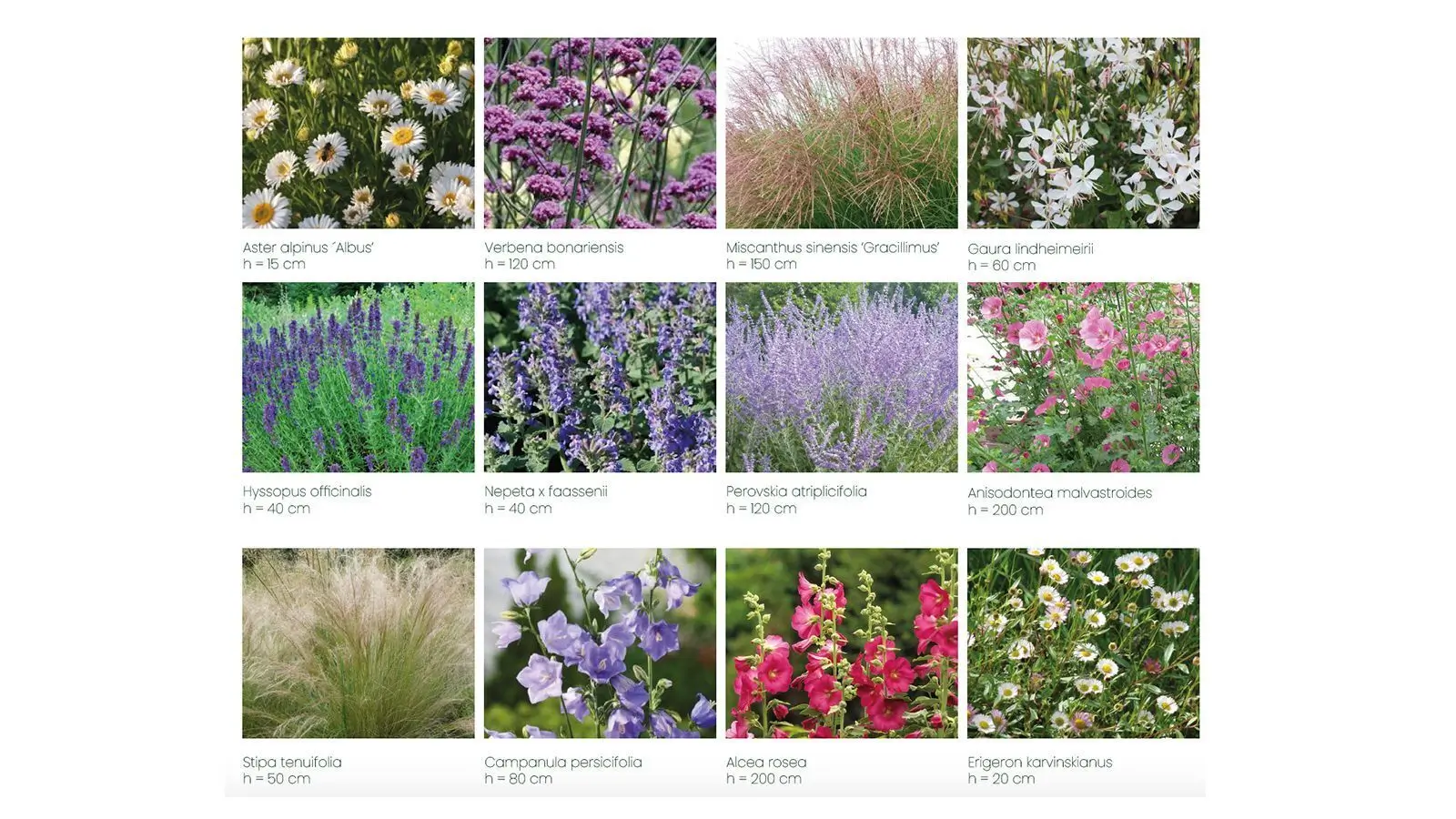 palette végétale libre et naturelle, évocation des bords de Loire